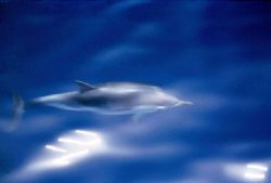 delphin by Sergio Loppel 